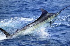 marlin-azul-pesca-oceanica-no-es