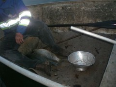 Material para pesca predatoria apreendido em Mrilena-PR