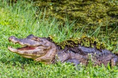 Mato Grosso oferece opcoes diversas de turismo em todas as regioes 10