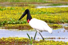 Mato Grosso oferece opcoes diversas de turismo em todas as regioes