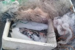 Membro de ong ambiental e preso por praticar pesca predatoria em GO 2