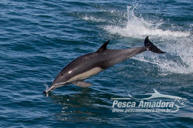 Menor cetáceo do mundo, boto mexicano “Vaquita” deverá ser extinto até 2022