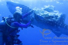 Mergulhador do Seadoors salva tubarao baleia da pesca fantasma nas Filipinas 2