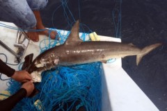 Mergulhadores encontram tubaroes mortos em espinhel na Laje de Santos