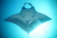 Mergulhadores fotografam duas raias manta gigantes no litoral Sul de SP 2