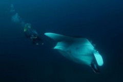 Mergulhadores fotografam duas raias manta gigantes no litoral Sul de SP