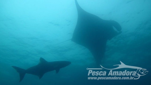 Mergulhadores registram Raia Manta (Negra) no litoral Sul de São Paulo