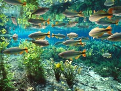 Mergulho em Bonito-MS