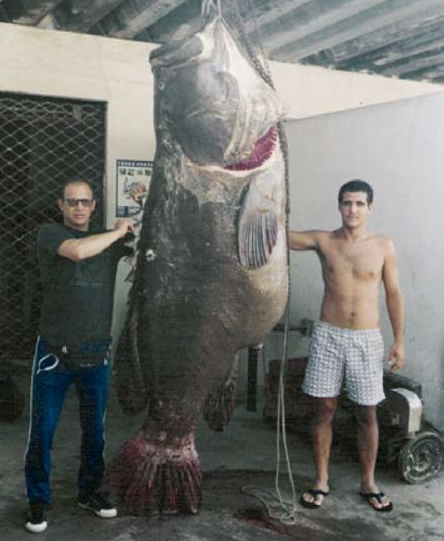 Mero de 328 kg abatido em 1997