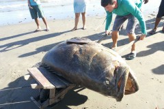 Mero de aproximadamente 2 metros fica preso em rede de pesca no Maranhao 2