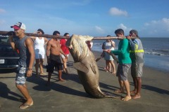 Mero de aproximadamente 2 metros fica preso em rede de pesca no Maranhao