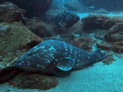 Mero especie ameacada de extincao