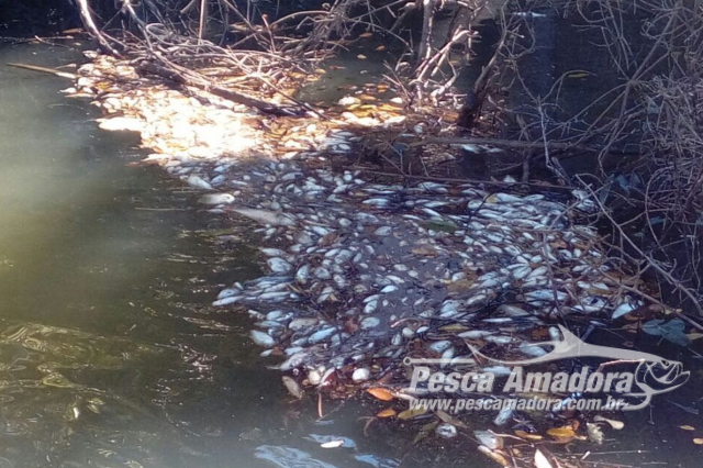 Milhares de peixes são encontrados mortos devido a baixa qualidade da água no Rio Iriri (MT)