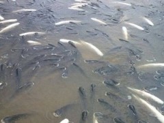 Milhares de peixes são encontrados mortos próximo à usina no Tocantins