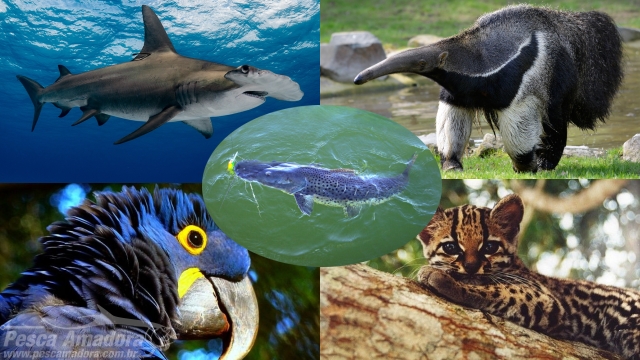 Ministério do Meio Ambiente Divulga Lista Oficial das Espécies Ameaçadas de Extinção