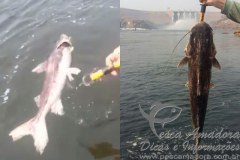 Mortandade de Piraibas no Rio Teles Pires e denunciada 3