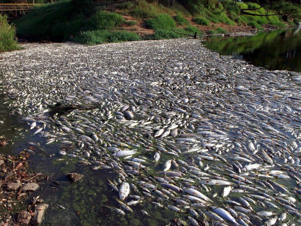 Prefeitura vai pedir repovoamento de peixes no Rio Piracicaba à AES Tietê