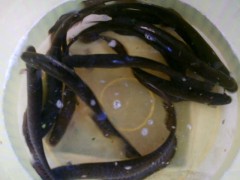 Mussum ou tuvira, utilizada como isca viva (Foto: Arquivo)