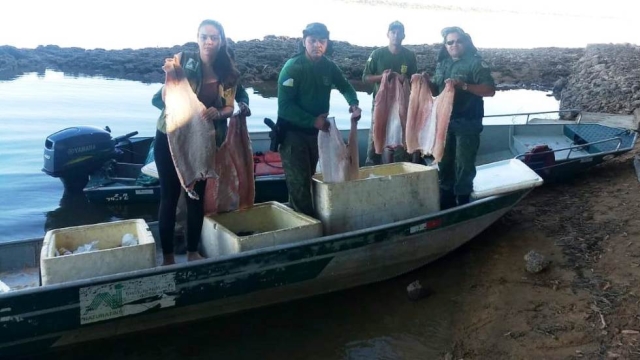 Naturatins apreende 250 kg de pescados em operação realizada no Cantão