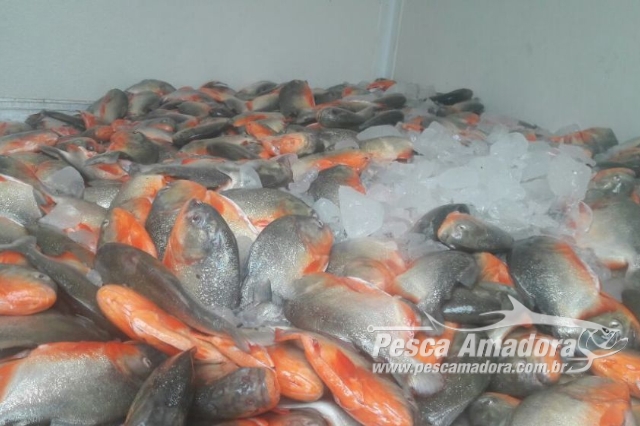 Naturatins apreende 585 kg de pescado e aplica multa de R$ 13 mil em Lagoa da Confusão em TO
