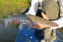 Naturatins define tamanho minimo para pesca de 39 especies na Bacia do Rio Araguaia-Tocantins 2
