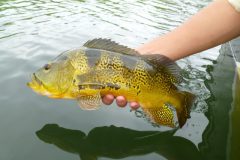 Naturatins define tamanho minimo para pesca de 39 especies na Bacia do Rio Araguaia-Tocantins 3