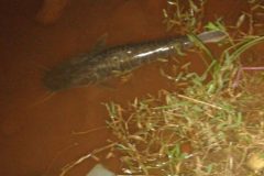 naturatins-investiga-nova-mortandade-de-peixes-no-rio-lontra-to-2