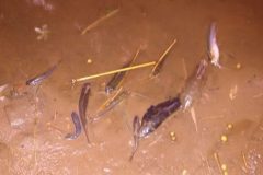 naturatins-investiga-nova-mortandade-de-peixes-no-rio-lontra-to