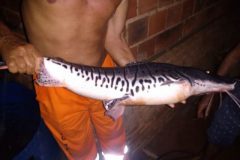 naturatins-investiga-nova-mortandade-de-peixes-no-rio-lontra-to-3