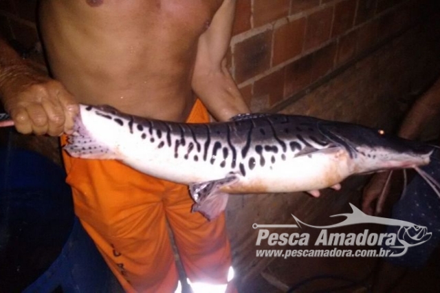 Naturatins investiga nova mortandade de peixes no Rio Lontra – TO