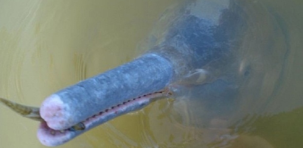 Cientistas descobrem nova espécie de boto no rio Araguaia