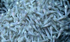 Nova especie de camarao pode explicar vida alienigena