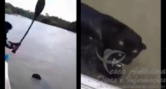 Onca preta morta a remadas no MS