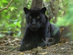 Onca preta no Brasil