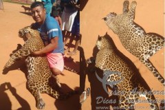 Oncas pintada mortas por indios no MT 2