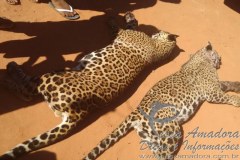 Oncas pintada mortas por indios no MT