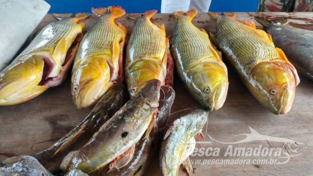 Operação Pré-Piracema resulta na apreensão de 614 kg de pescado e R$ 267 mil em multas no MS