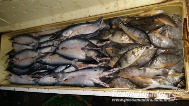 Operação apreende 1,5 toneladas de pescado condições precárias na região do Lago de Tucuruí (PA)