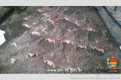 Operacao conjunta apreende 17 toneladas de pescado em Torres-SC