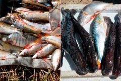 Operacao conjunta apreende 18 mil metros de redes e 450 kg de pescado ilegal na Bahia 2