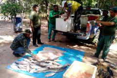 Operacao conjunta apreende 66 kg de pescado ilegal em Mato Grosso 3