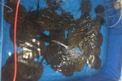 Operacao conjunta prende traficante de peixes ornamentais em Santarem-PA 2