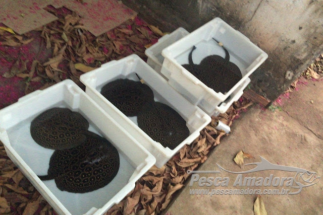 Operação conjunta prende traficante de peixes ornamentais em Santarém-PA