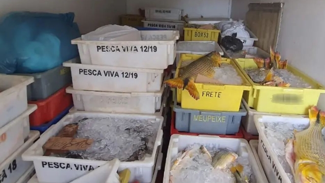 Polícia Rodoviária apreende carga ilegal de peixes sem origem comprovada em Santa Maria da Vitória (BA)