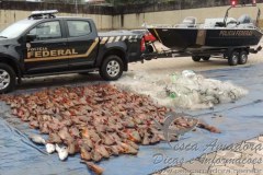 PF apreende cerca de 400 kg de peixes e 3 km de redes no Rio Parana