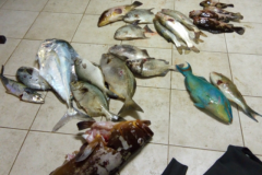 PF apreende material de caca submarina e 43 kg de pescado ilegal na Reserva do Arvoredo em SC 2