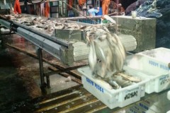 PF prende 15 suspeitos de pesca ilegal na Ilha Grande em Angra dos Reis-RJ