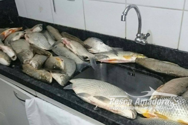 PM apreende 30 k de pescado ilegal e multa infratores em R$ 4.600 no Rio da Prata em MG
