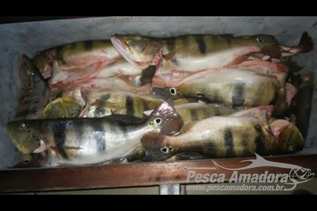 PM apreende 40 kg de pescado ilegal durante abordagens em Goiás