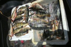 pm-apreende-47-kg-de-pescado-ilegal-durante-blitz-no-tocantins-2